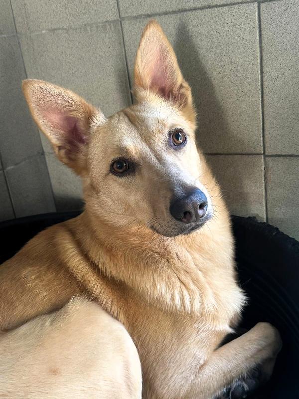 MANUEL CAGNOLINO TIMIDO Foto 2